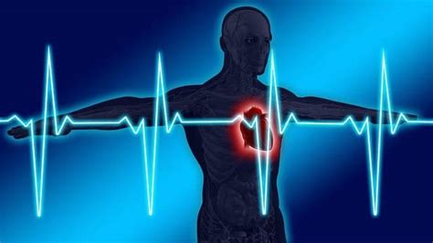 Frecuencia Cardíaca Qué Es Definición Y Concepto