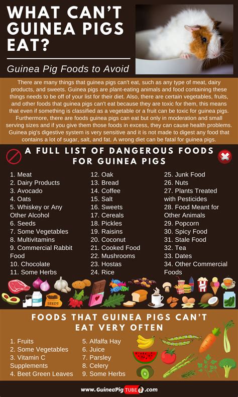 What Do Guinea Pigs Eat In A Day