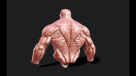 Male Muscle Anatomy 3d Model