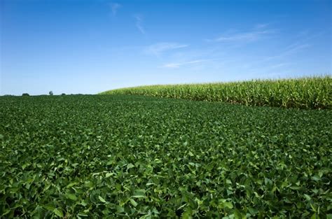 Record Corn And Soybean Crops From Wasde