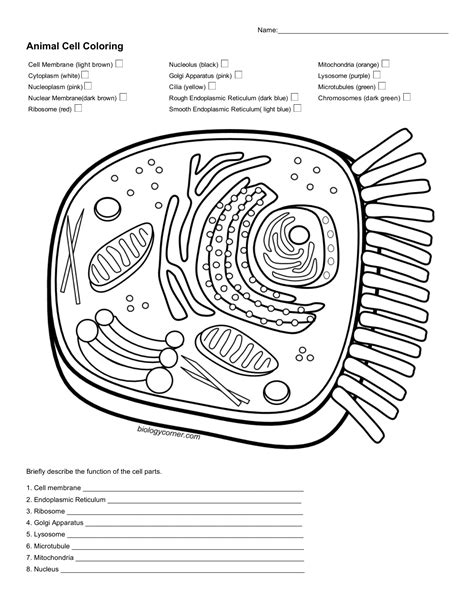 Printable Animal Cell Coloring Page