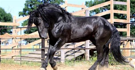 lithuanian heavy draft horse chernyy maga chornyy maga poses inspirations aka equines