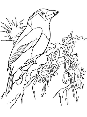Added abstract toucan for adult coloring book. Toucan Barbet coloring page | SuperColoring.com