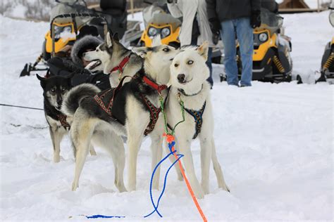 Dog Sledding All Seasons Adventures