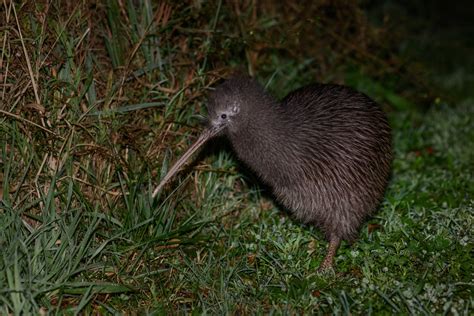 Okarito Brown Kiwi New Zealand Birds Online