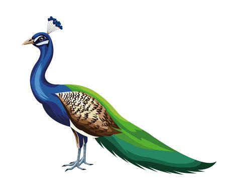 Cartoon Peacock Bird 1526001 Vector Art At Vecteezy