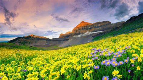 Beautiful Landscape Spring Meadow With Yellow And Purple