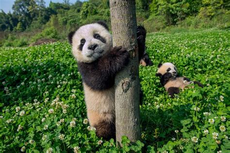 A Behind The Scenes Look At Photographing Pandas Panda Giant Panda