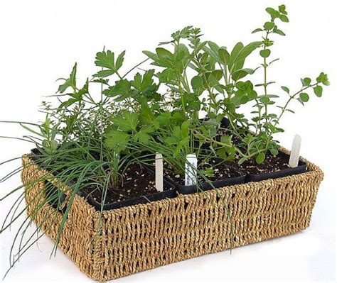 The Herbal 6 Plant Rope Basket One Of A Number Of Herb T Baskets