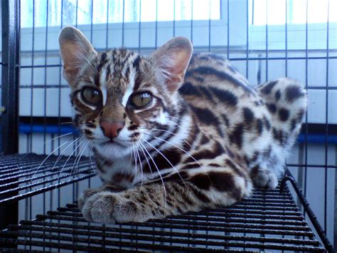 Prionailurus Bengalensis Chinensis Chinese Leopard Cat Image Only