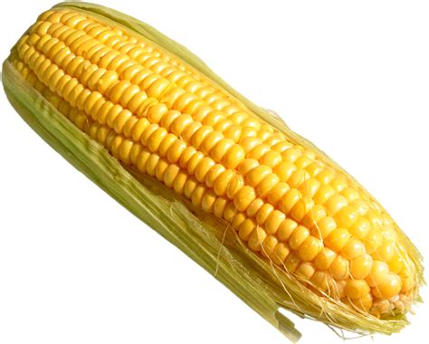 Corn Png Pic Corn On The Cob Transparent Free Transparent Png Download Pngkey
