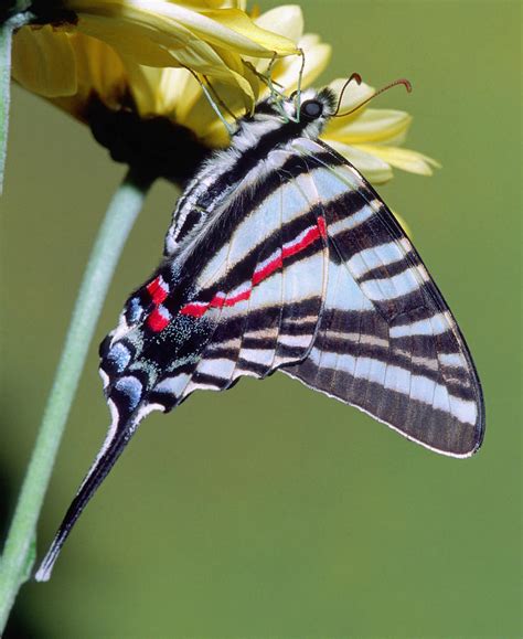 Zebra Swallowtail Butterfly Photograph By Millard H Sharp Fine Art