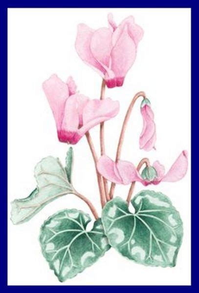Best Cyclamen Images Watercolor Art Watercolor Flowers Flower Art