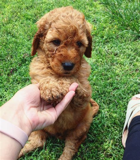 If your interested in being a guardian family for one of our wonderful girls. Puppy Red Goldendoodle So Cute! #goldendoodle #puppy # ...