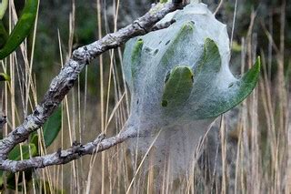 The web of yellow garden spider is different: spider cocoon | Baby spiders cluster at base of this web ...