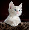 Free stock photo of animal, cat, cute