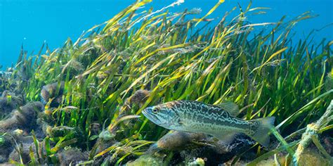 Submerged Aquatic Vegetation Critical To Estuarine Ecosystems Wave