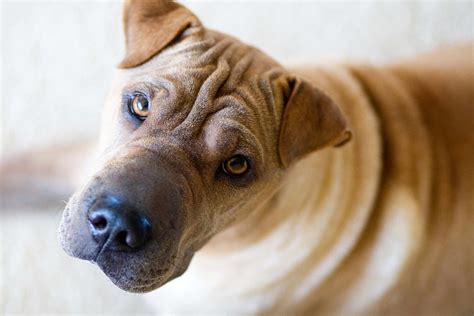 Shar Pei Dog Breed Characteristics And Care We Are The Pet