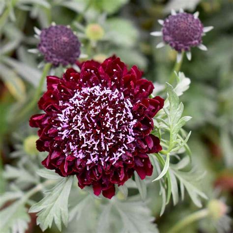 Scabiosa Seed Red Pincushion Flower Seeds