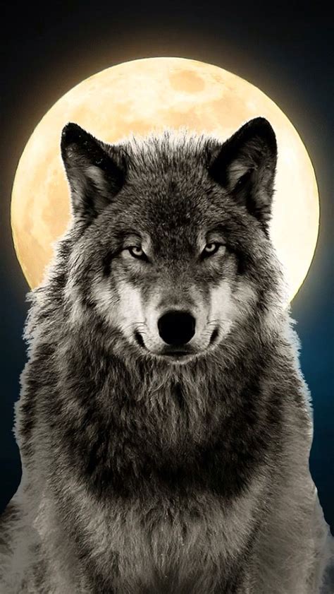 Pin By Beth Nesbitt On Beths Pictures Wolf Spirit Animal Wolf