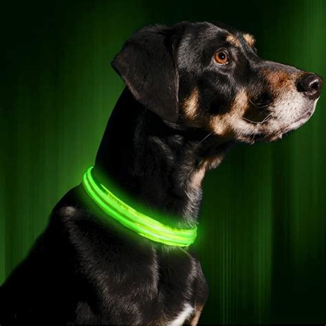10 Best Dog Collars 2023 Hgtv Top Picks Hgtv