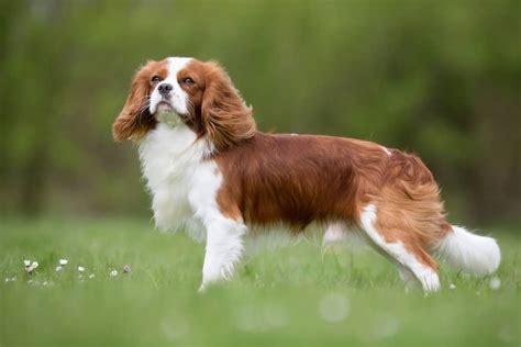 Cavalier King Charles Spaniel Ultimate Guide Pictures Characteristics
