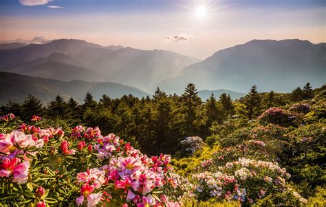Обои лес небо солнце лучи свет цветы горы природа туман