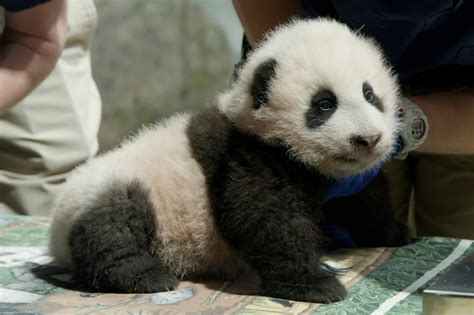 This Is The Name Of The National Zoos Panda Cub Wamu