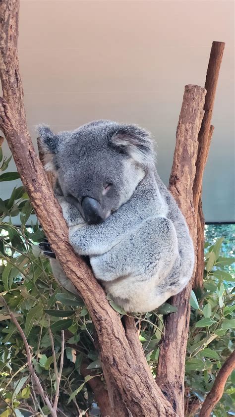little cutie getting catching some zzz s this afternoon at the koala sanctuary [oc] r aww