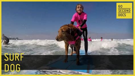 Surf Dog Ricochet And Judy Fridono 60 Second Docs Youtube