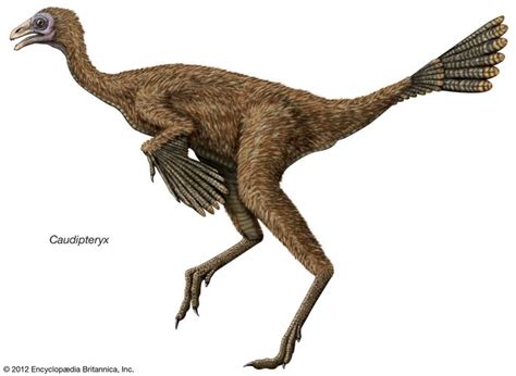 Microraptor Dinosaur Britannica