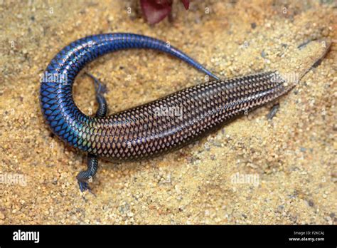 A Skink With A Blue Tail Known As Gran Canaria Skink Or Chalcides