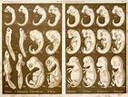 1874 Ernst Haeckel Embryo Drawings Photograph by Paul D Stewart | Pixels