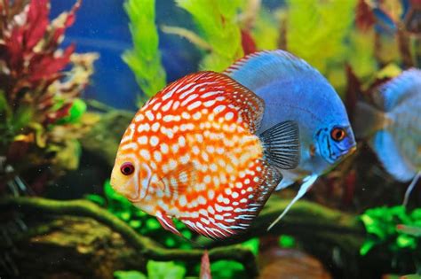 Most Expensive Fish You Can Own Always Pets