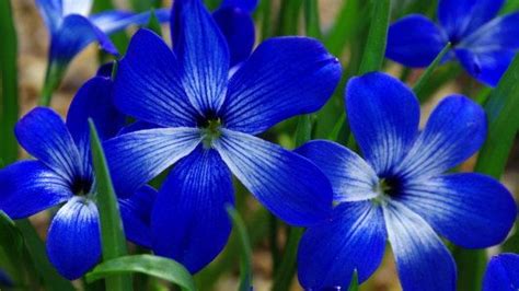 Blue Flowers Names And Pictures Sexy Amateurs Pics