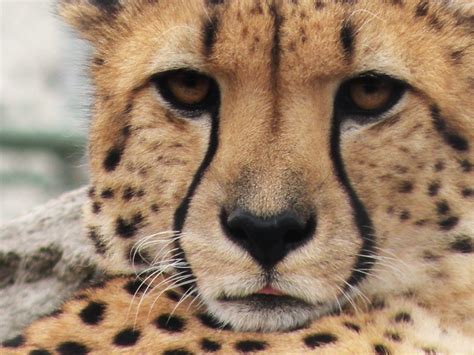 Cheetah Houston Zoo Emily Burnett Flickr