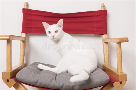 thai white cat sitting on a chair stock image image of elegance hand 237168565
