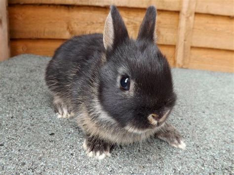 Descubre Las Razas De Conejos Más Populares Y Bonitas Del Mundo