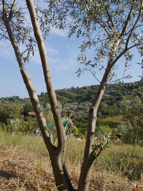 Τα αμμωνιακά λιπάσματα χρειάζονται περισσότερο χρόνο και αρκετό νερό για να δώσουν διαθέσιμο άζωτο στα φυτά. Γιάννης Αργυρός Σαντορίνη: Μπόλιασμα δέντρων (με ...