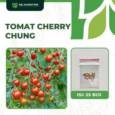 Jual Benih Tomat Mini Ceri Chung Ipb Isi Terbanyak Benih Tomat