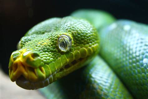 Recklessly Green Tree Snake In House