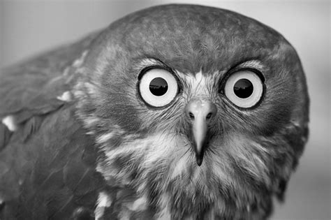 Animal Faces In Black And White Photo Contest Winners Blog