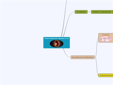 Periodo Embrionario Semanas 3 A 8 Mind Map