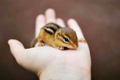 Baby Chipmunk Animal Kingdom Of All~peace ☮ Love Pinterest