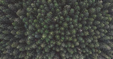 Aerial Shot Of Trees · Free Stock Photo