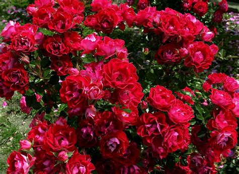 Pictures romantic and beautiful flowers and roses. Wallpaper : roses, flowers, Bushes, garden, beautifully ...
