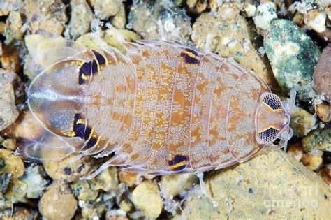 Marine Isopod Photograph By Alexander Semenovscience Photo Library