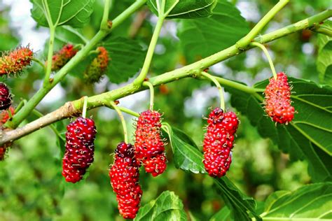 How to Grow and Care for Red Mulberry Trees