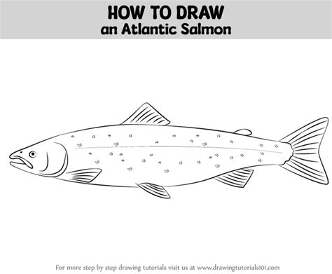 How To Draw An Atlantic Salmon Fishes Step By Step