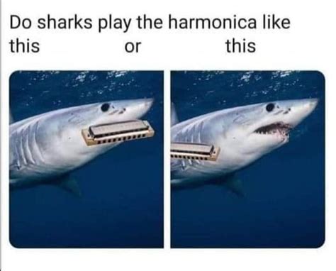 The Best Sharks Memes Memedroid